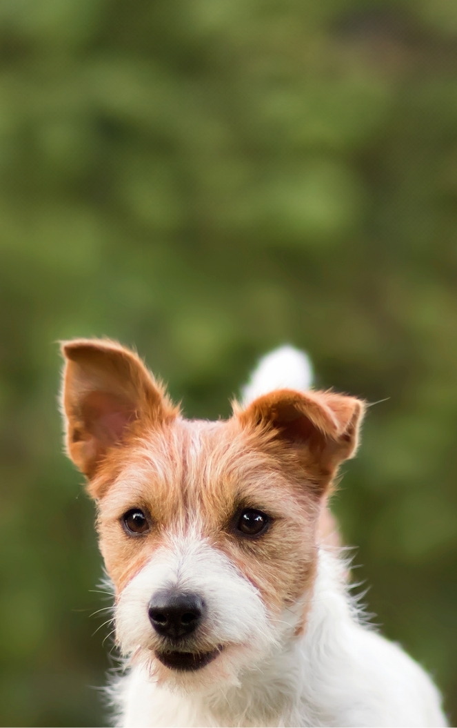 Dog shops rescue homes